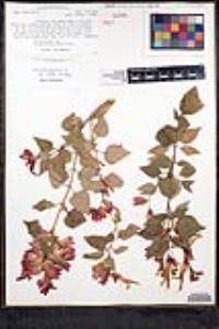 Salvia regla image
