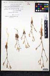 Gilia austrooccidentalis image