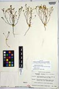 Eremocarya micrantha image