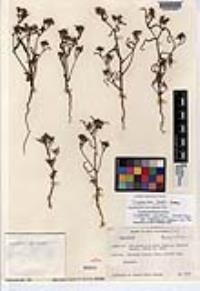 Cryptantha pondii image