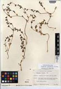 Chamaesyce platysperma image
