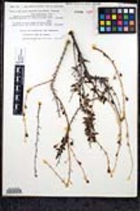 Keckiella antirrhinoides subsp. microphylla image