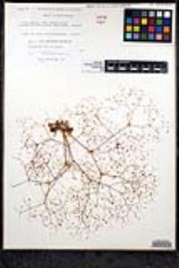 Eriogonum thomasii image