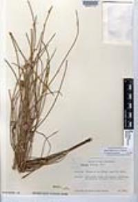 Ephedra trifurca image
