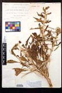 Oenothera deltoides image