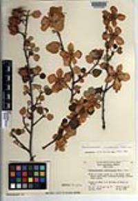 Fremontodendron californicum image