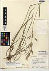 Bromus berteroanus image