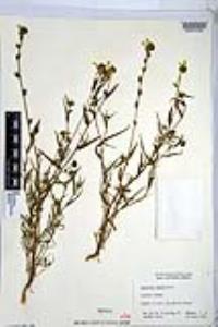 Amsinckia inepta image