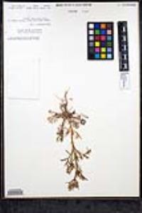 Gilia nevinii image