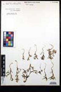 Cryptantha patula image