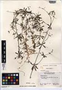 Galium aparine image