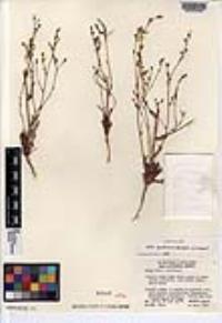 Gilia austrooccidentalis image