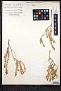 Linanthus pungens image
