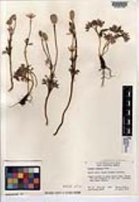 Anemone tuberosa image