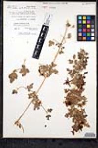 Clematis pauciflora image