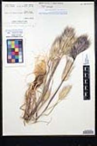 Bromus rubens image