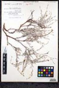 Eriogonum wrightii var. nodosum image