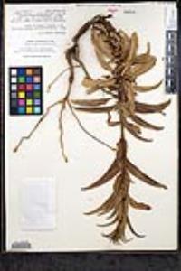 Penstemon reidmoranii image