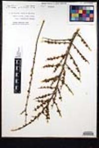 Adolphia californica image