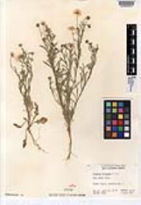 Erigeron divergens image