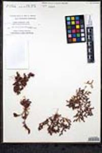 Chorizanthe interposita image
