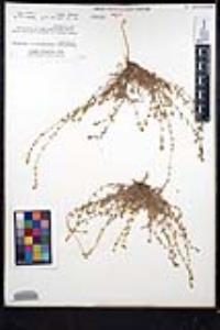 Plagiobothrys collinus image