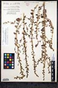 Sairocarpus pusillus image
