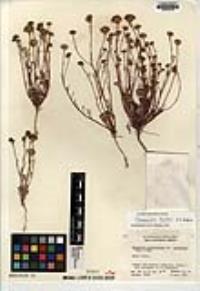 Chaenactis kyhosii image