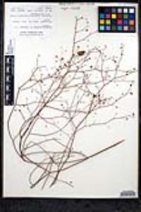 Eriogonum inflatum image