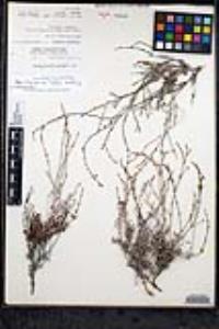 Eriogonum wrightii var. brevifolium image