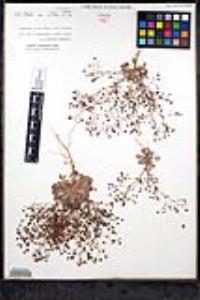 Eriogonum thurberi image