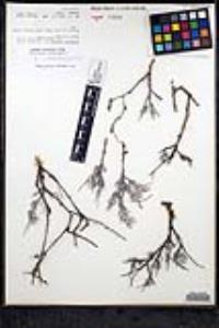Eriogonum wrightii var. nodosum image