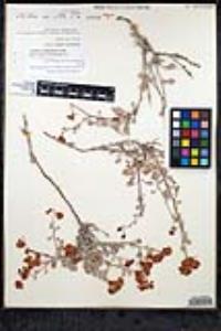 Eriogonum pondii image