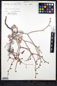 Eriogonum moranii image