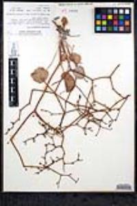 Eriogonum moranii image