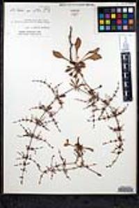 Eriogonum scalare image