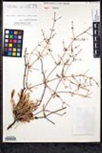 Eriogonum scalare image