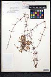 Eriogonum scalare image