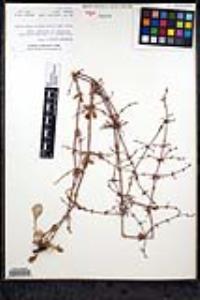 Eriogonum scalare image