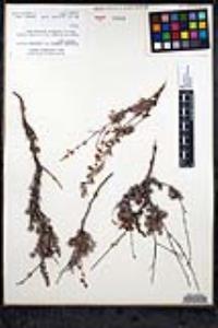 Eriogonum wrightii var. dentatum image