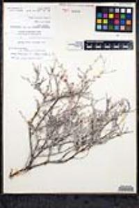 Eriogonum wrightii var. brevifolium image