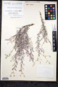 Eriogonum wrightii var. nodosum image