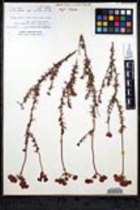 Eriogonum fasciculatum var. flavoviride image