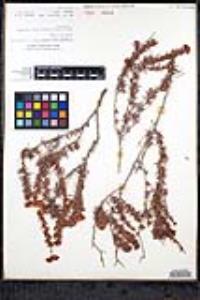 Eriogonum fasciculatum image