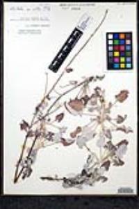 Eriogonum elongatum image