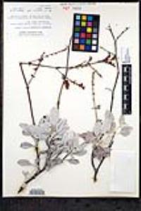 Eriogonum encelioides image