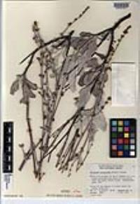 Eriogonum encelioides image