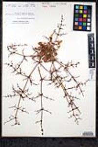Eriogonum intricatum image
