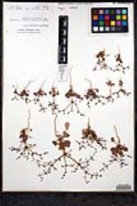 Eriogonum intricatum image