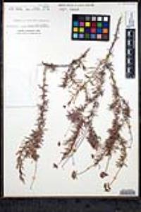 Eriogonum fasciculatum var. flavoviride image